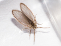 Philosepedon humeralis